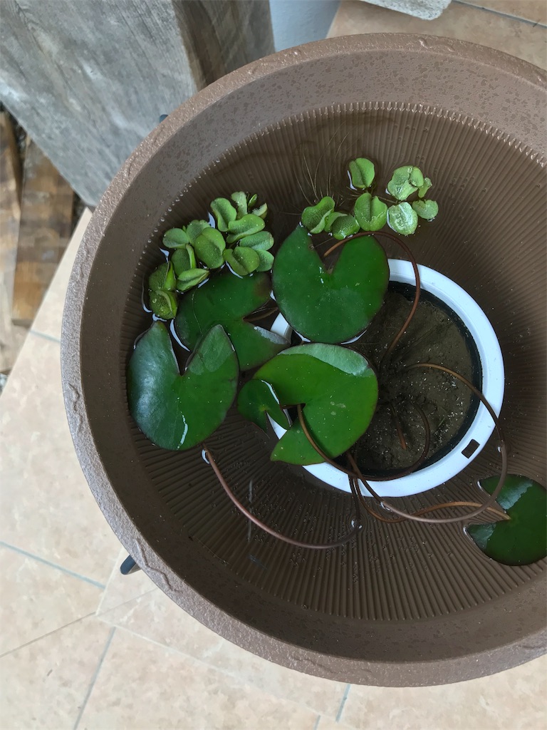 f:id:cmx60064:20180504145937j:image