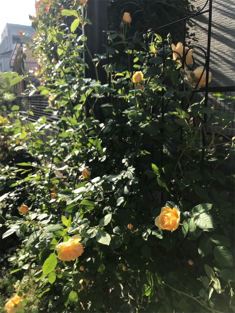 f:id:cmx60064:20180505161341j:image
