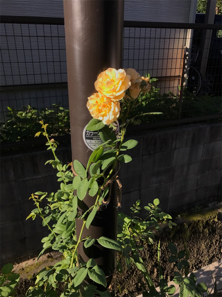 f:id:cmx60064:20180505161505j:image
