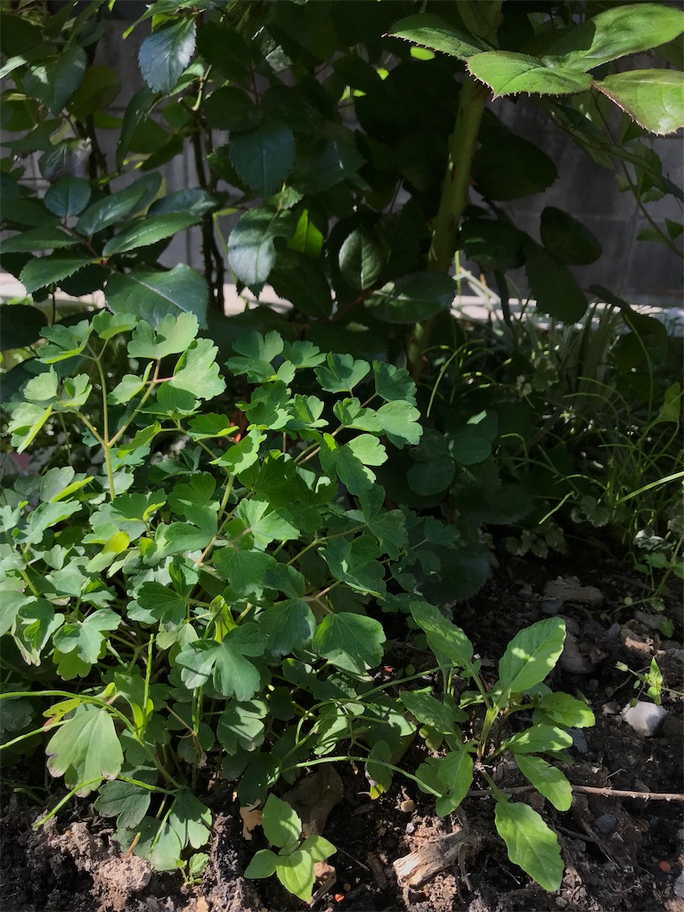 f:id:cmx60064:20180505164028j:image
