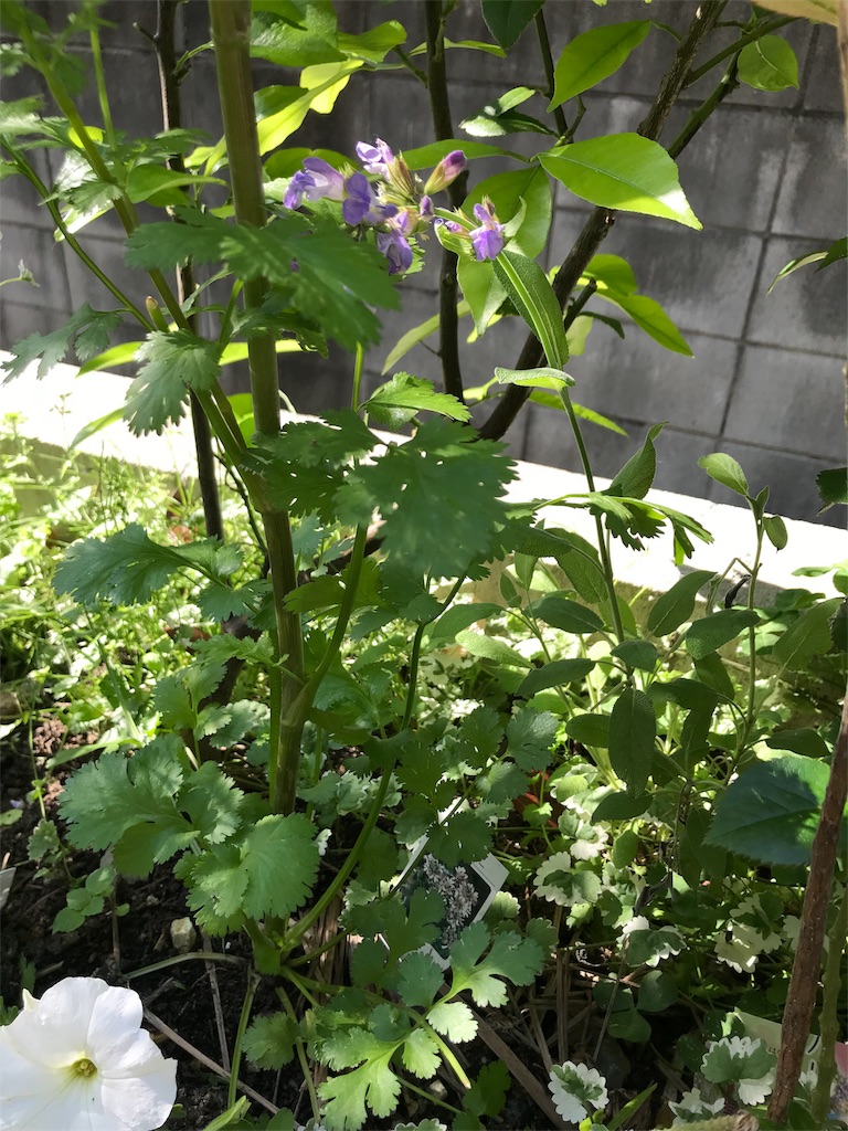 f:id:cmx60064:20180505164433j:image