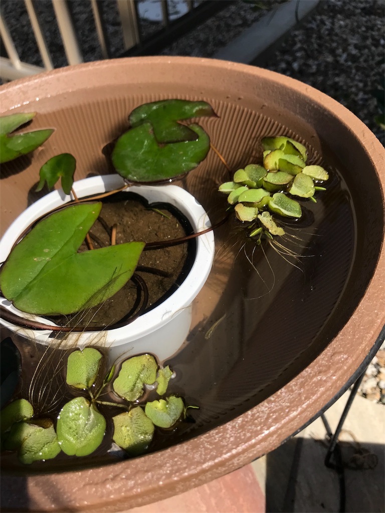 f:id:cmx60064:20180505165506j:image
