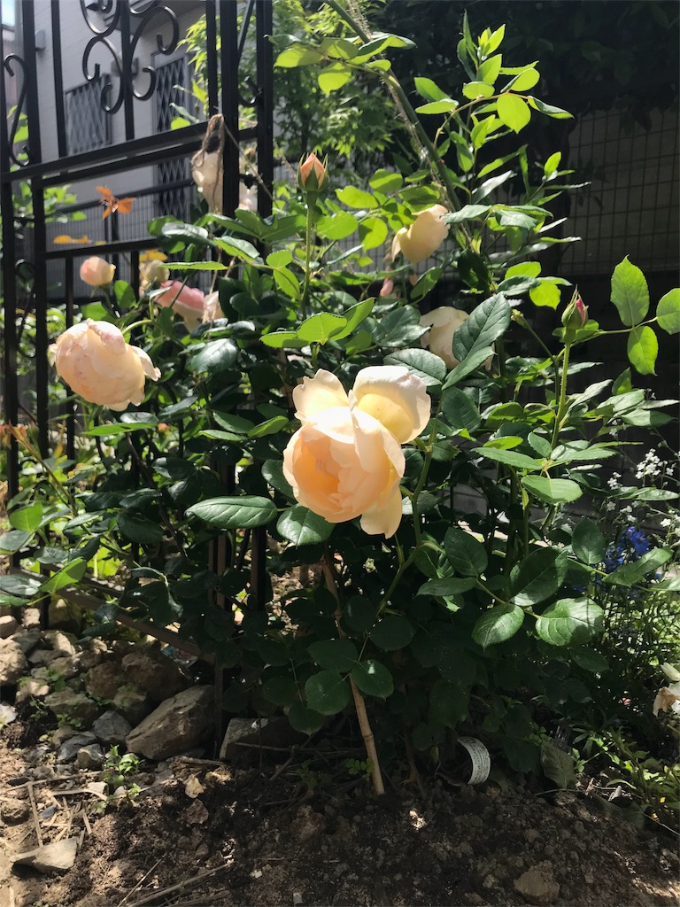 f:id:cmx60064:20180513084535j:image