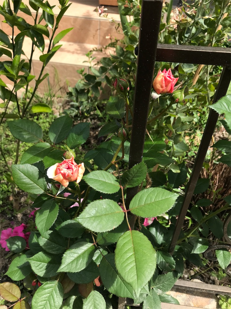 f:id:cmx60064:20180513084755j:image