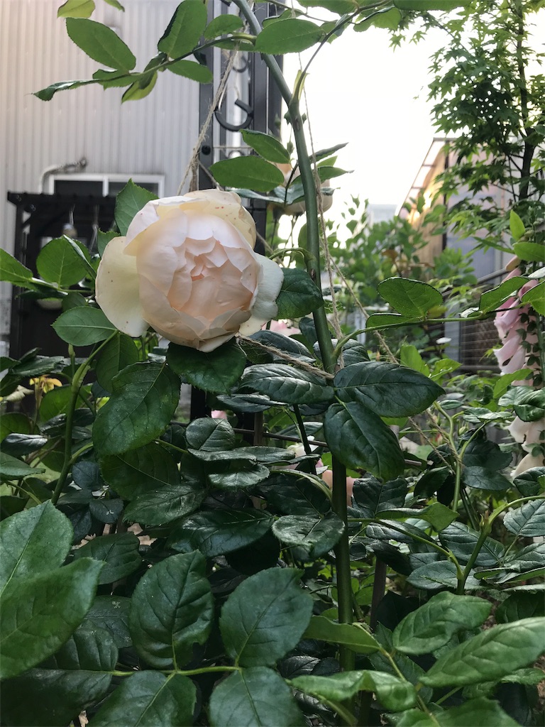 f:id:cmx60064:20180518085527j:image