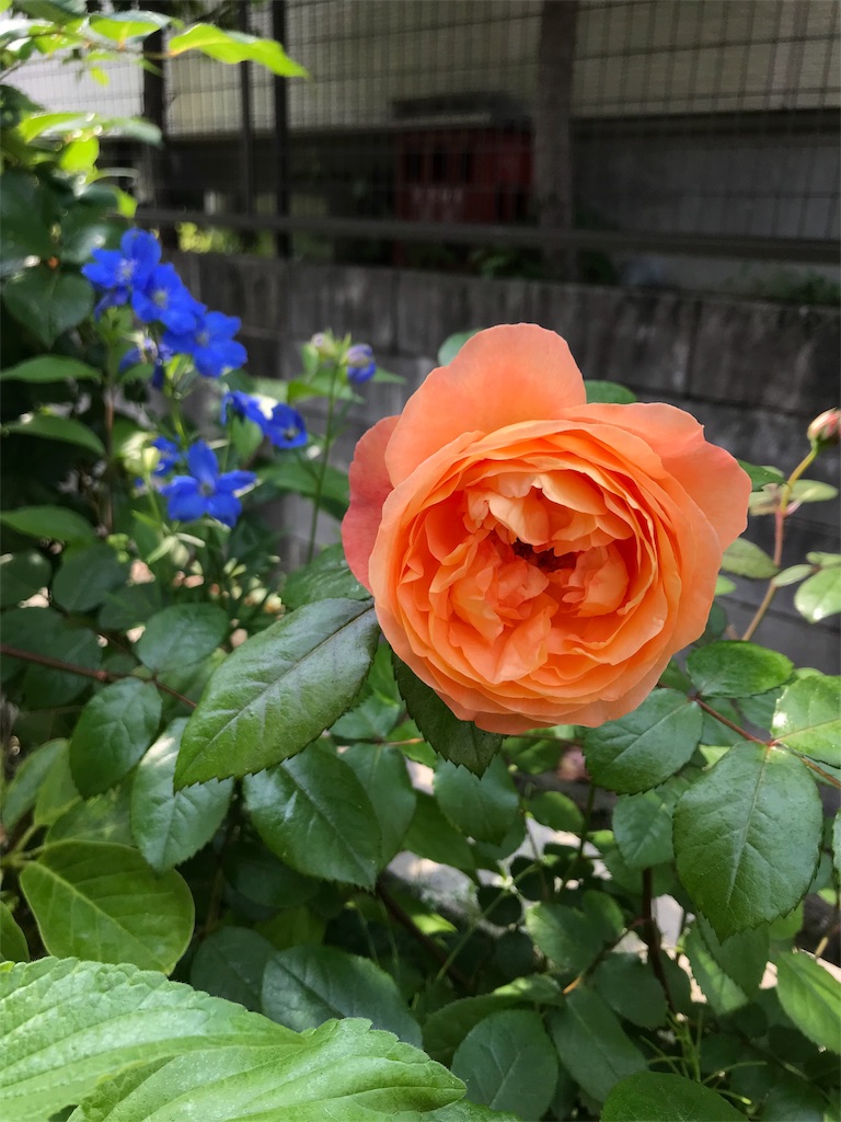 f:id:cmx60064:20180518085722j:image