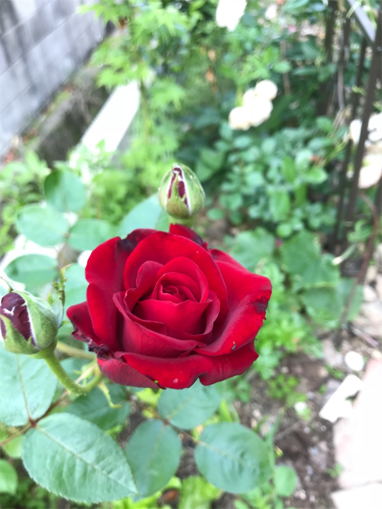 f:id:cmx60064:20180526123837j:image