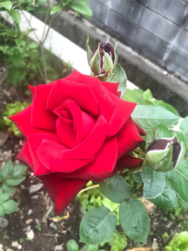 f:id:cmx60064:20180526123920j:image