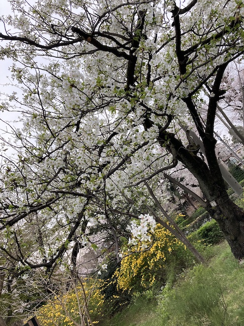 f:id:cnokichi:20210407230831j:plain