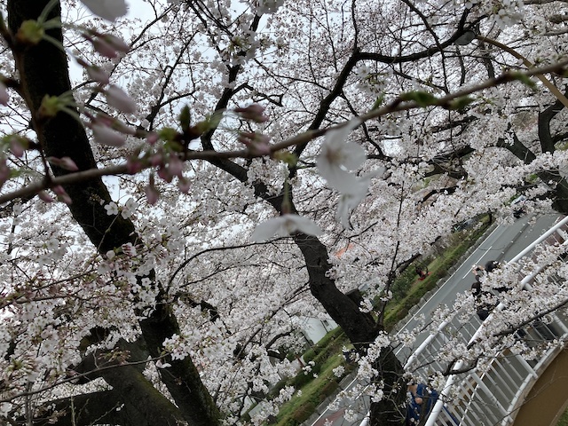 f:id:cnokichi:20210407230908j:plain