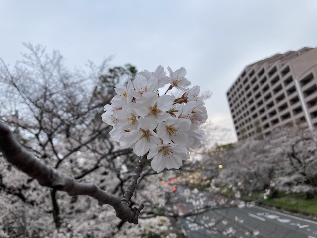 f:id:cnokichi:20210407230927j:plain