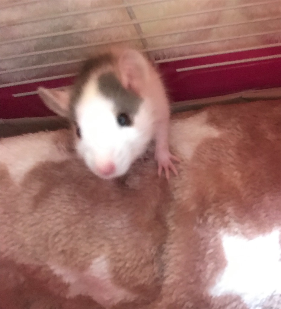 f:id:co-hedgehog:20190205094158j:image f:id:co-hedgehog:20190205094158j:image