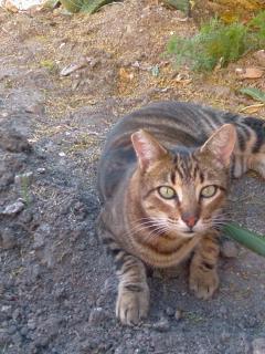 f:id:co-machi:20071208150846j:image