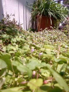 f:id:co-machi:20090509020654j:image