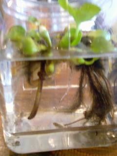 f:id:co-machi:20090703025341j:image