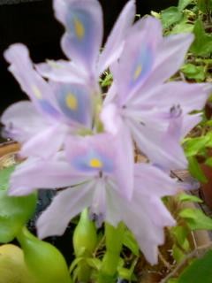 f:id:co-machi:20090810004517j:image