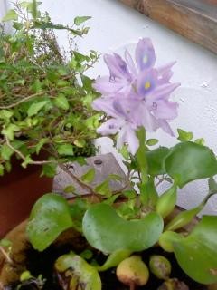 f:id:co-machi:20090810004533j:image