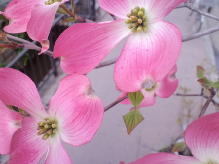 f:id:co-machi:20100423121905j:image