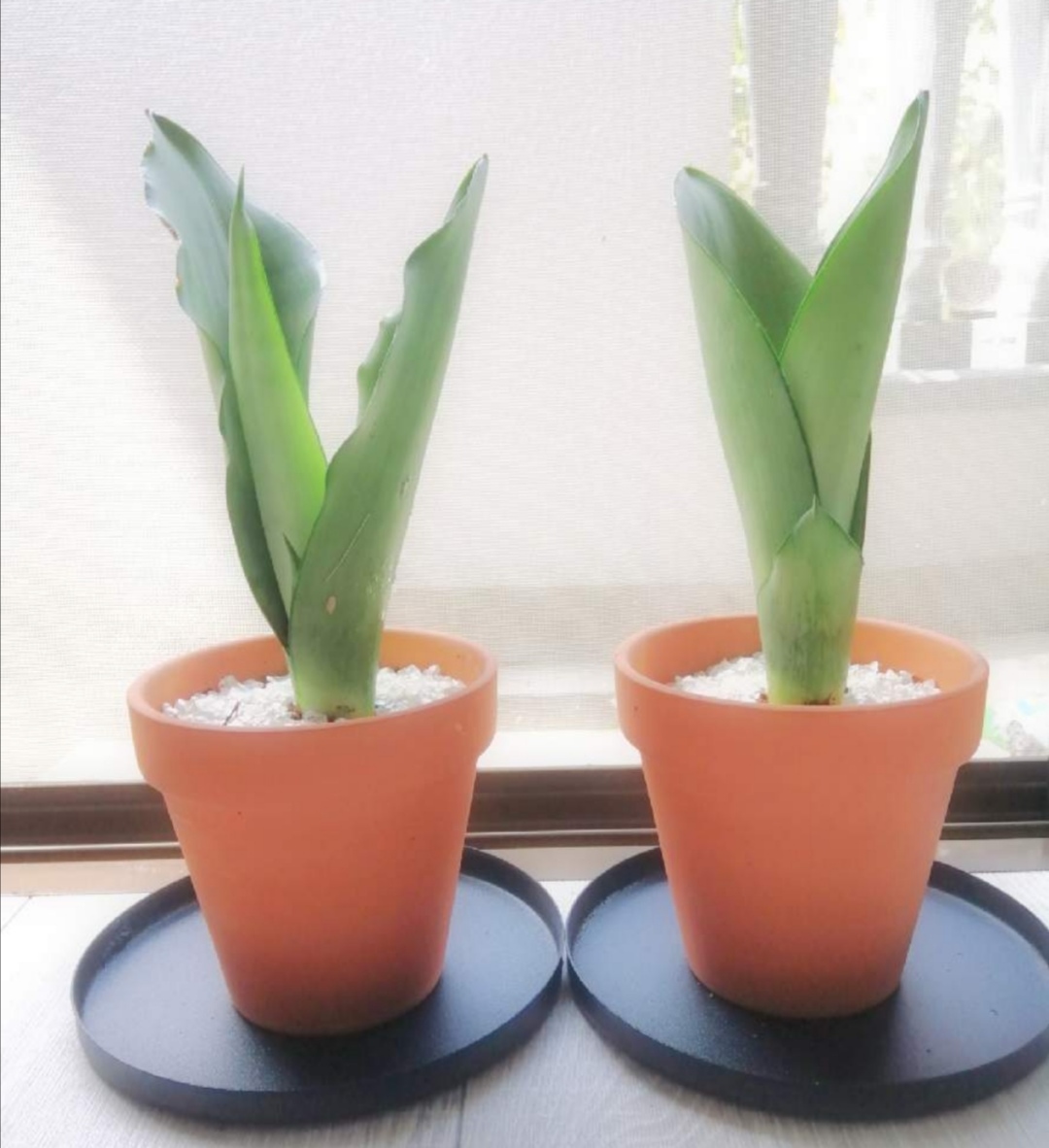 ダイソーで購入したサンスベリア シルバーキングの植え替え ゆらゆらインテリア