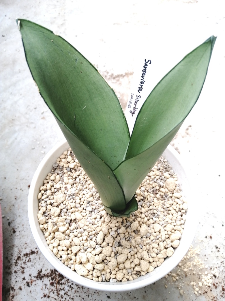 ダイソーで購入したサンスベリア シルバーキングの植え替え ゆらゆらインテリア