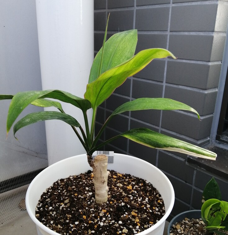 アンダマン 脇芽有り アグラオネマピクタム ナチュラ株 6