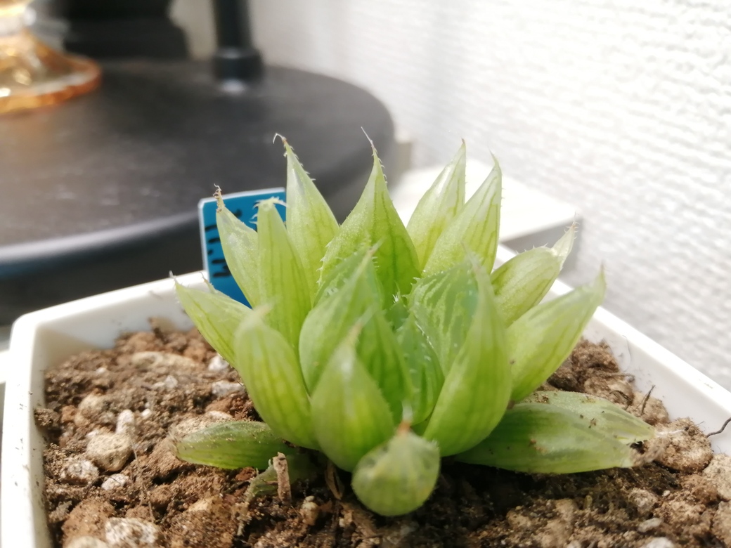 21年11月にダイソーで購入した多肉植物 ハオルチア 火祭り ゆらゆらインテリア