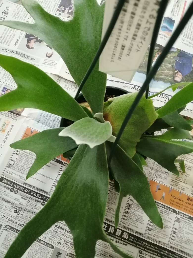 初心者がコウモリラン ビカクシダ アルシコルネ 鉢植えの状態から板付けしてみました ゆらゆらインテリア