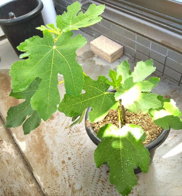 f:id:co2021:20231121210520j:image