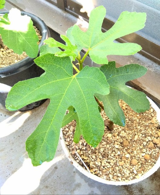 f:id:co2021:20231121210536j:image