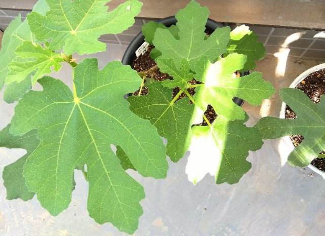 f:id:co2021:20231121210605j:image
