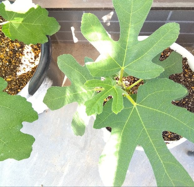 f:id:co2021:20231121210635j:image
