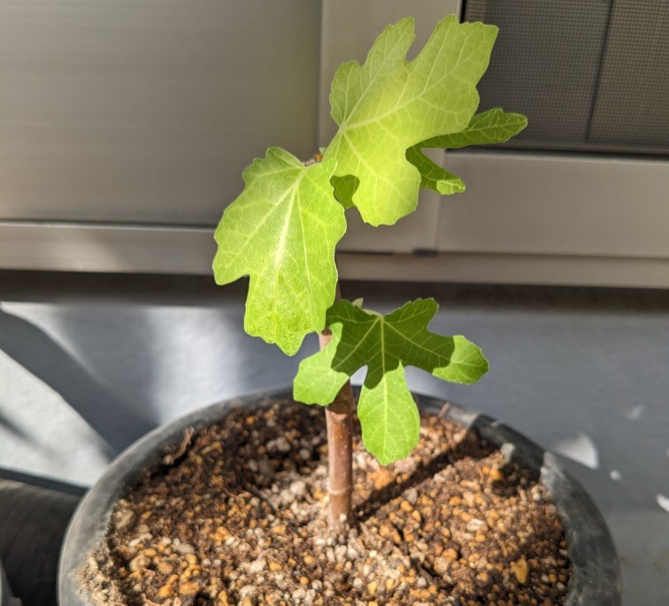f:id:co2021:20260314170012j:image
