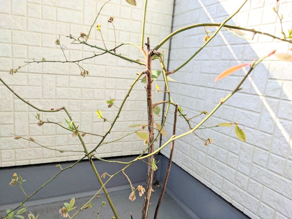 f:id:co2021:20260314170445j:image