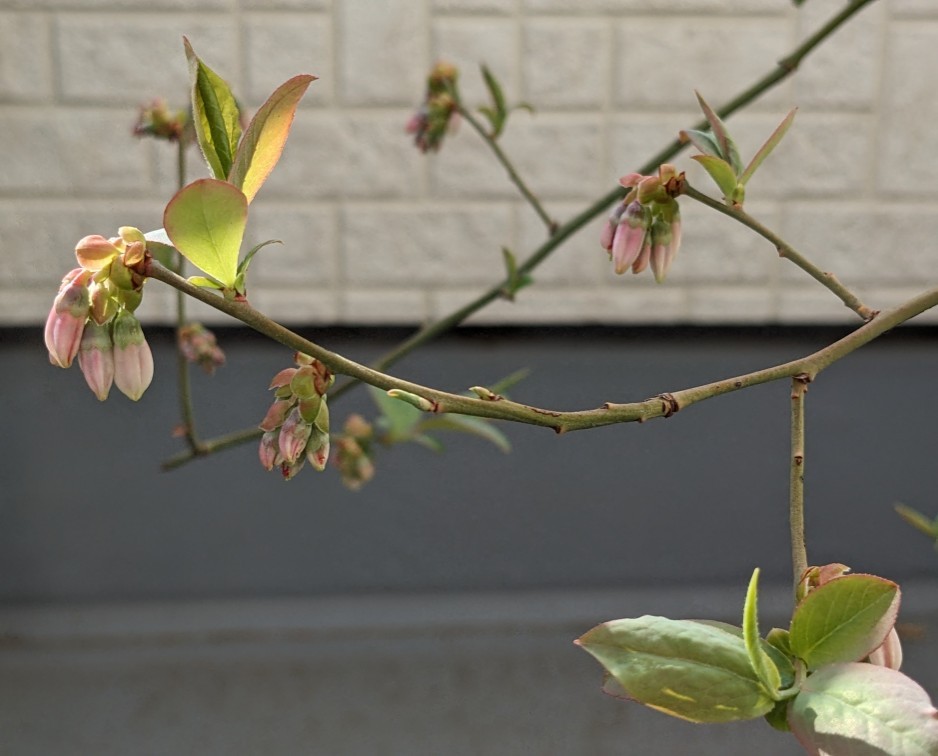 f:id:co2021:20260314170446j:image