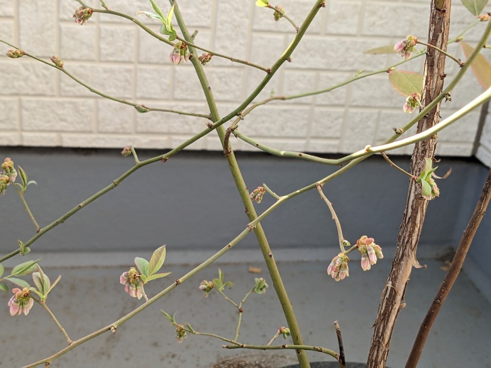 f:id:co2021:20260314170448j:image