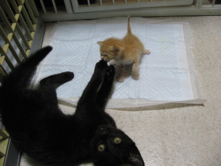 f:id:co72:20110729195924j:image