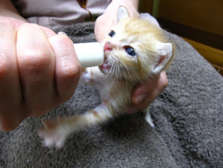 f:id:co72:20110801074652j:image