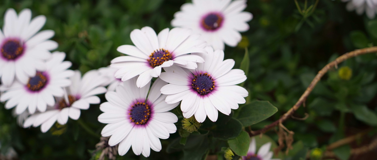 f:id:co__non:20210404183053j:plain