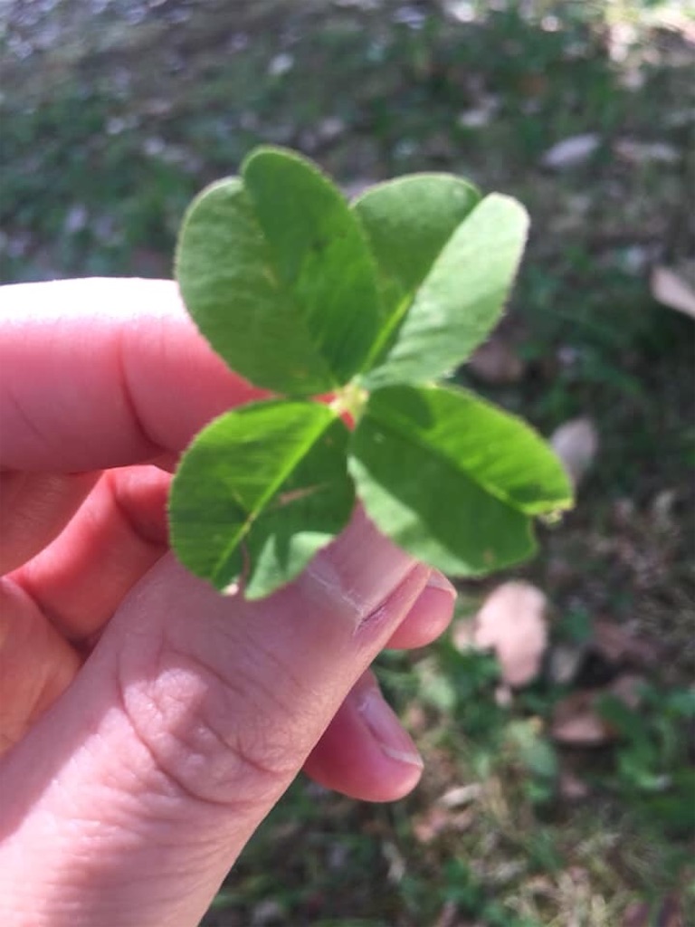 f:id:coachingpartner:20190531204453j:image