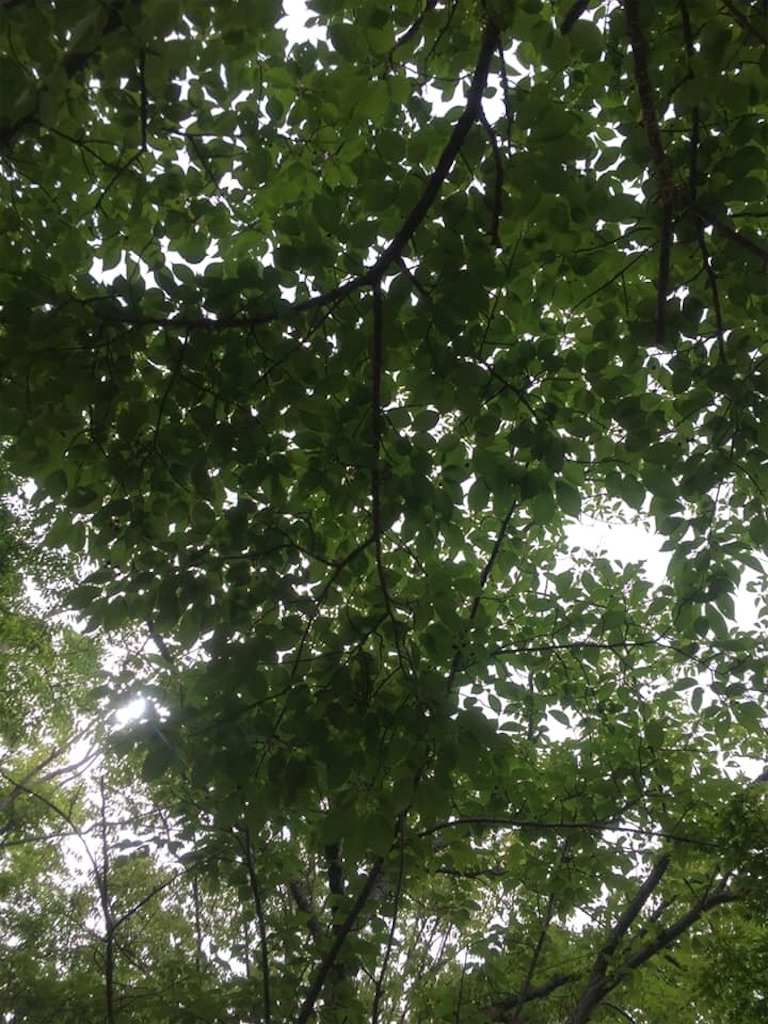 f:id:coachingpartner:20190531204547j:image
