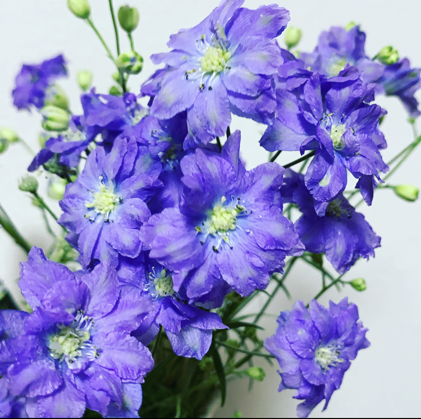 f:id:coachlili:20210522222305j:plain