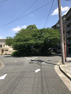 f:id:cobumaki:20200817064654j:plain