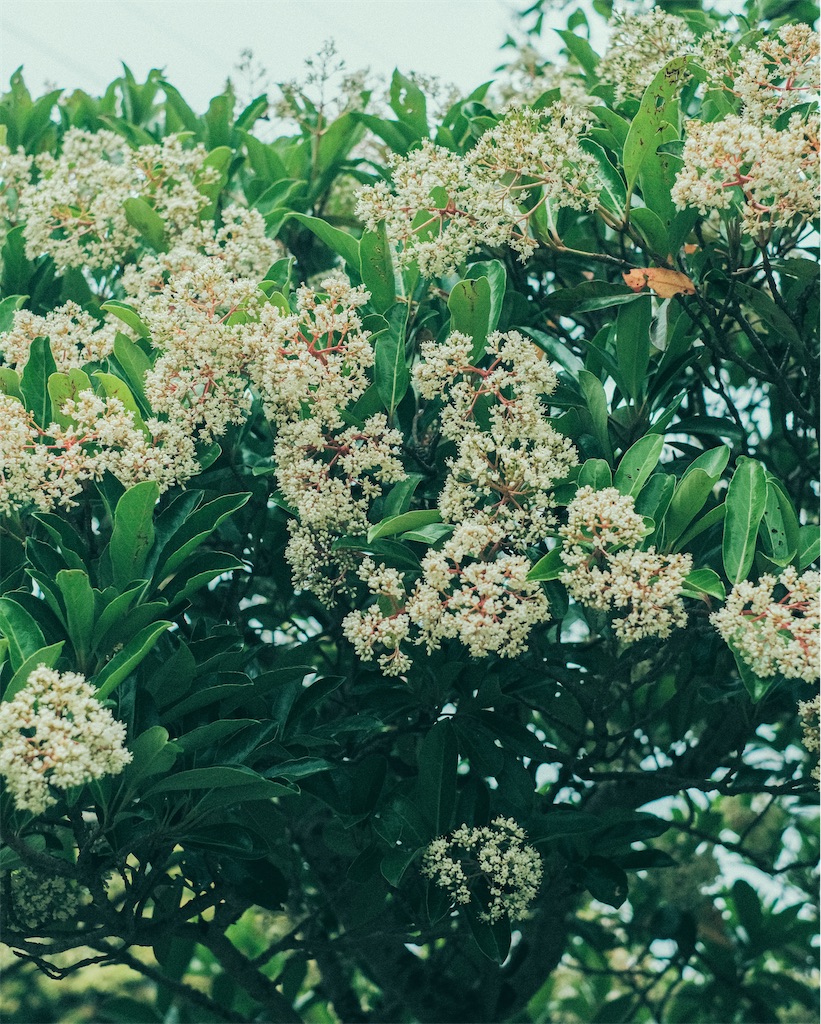 f:id:cobutan:20260615194453j:image