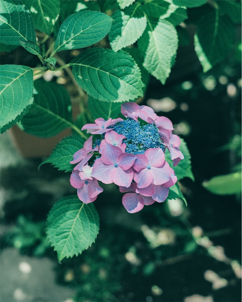 f:id:cobutan:20260630090855j:image