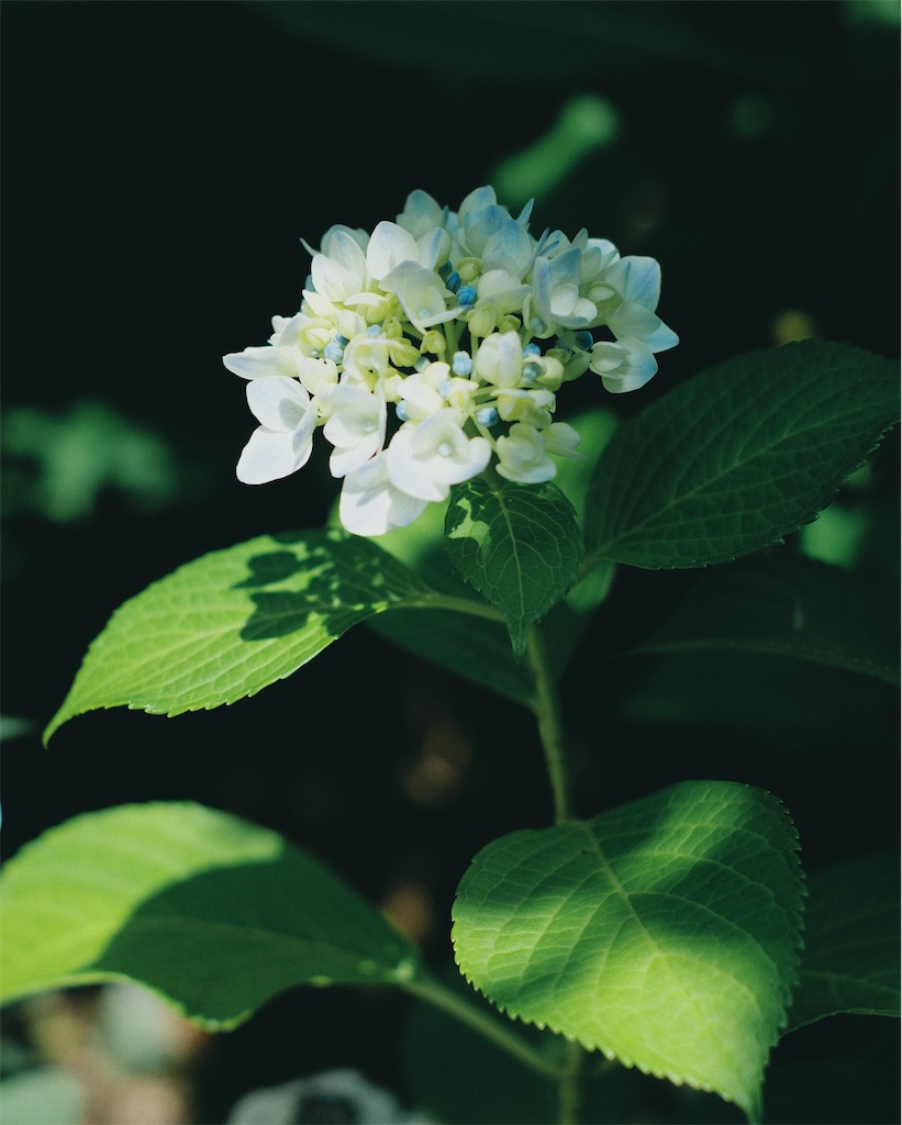f:id:cobutan:20260630090906j:image