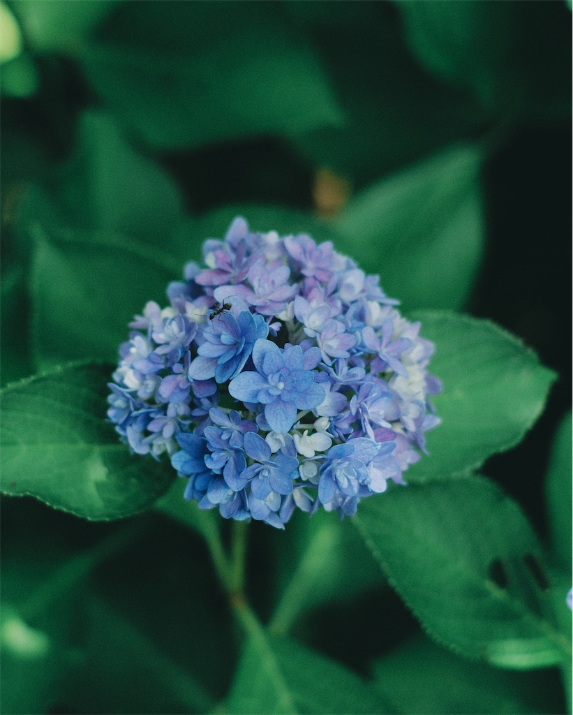 f:id:cobutan:20260630090909j:image