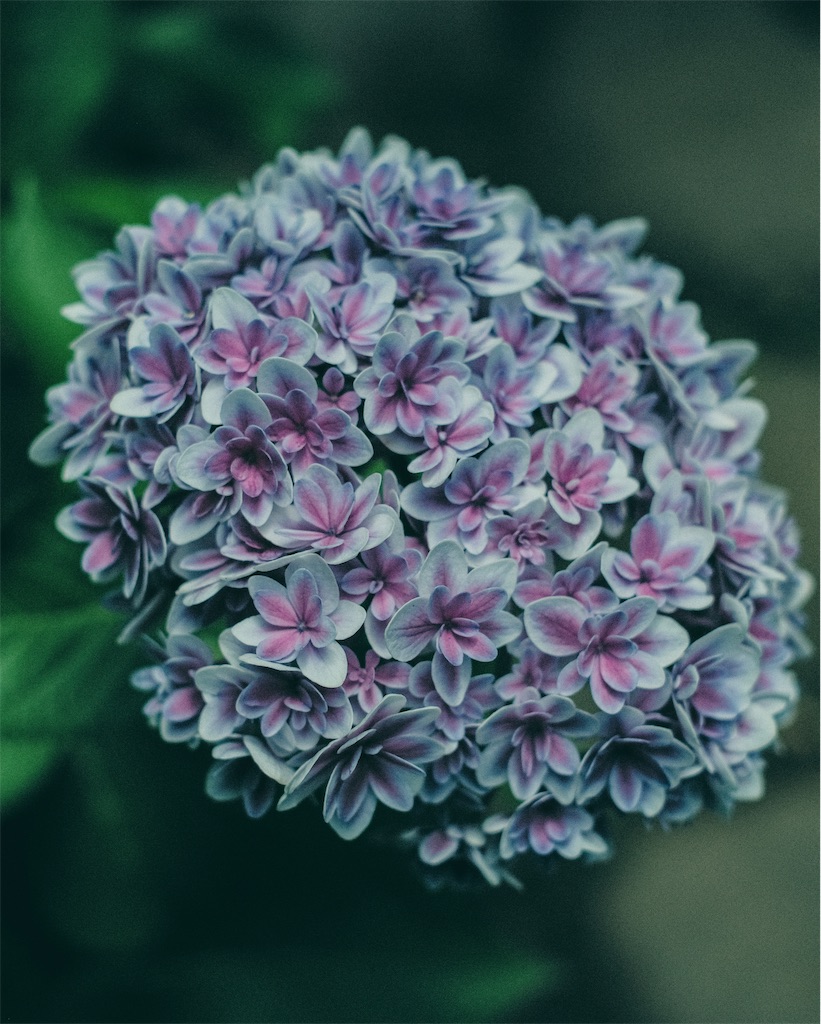 f:id:cobutan:20260630090915j:image