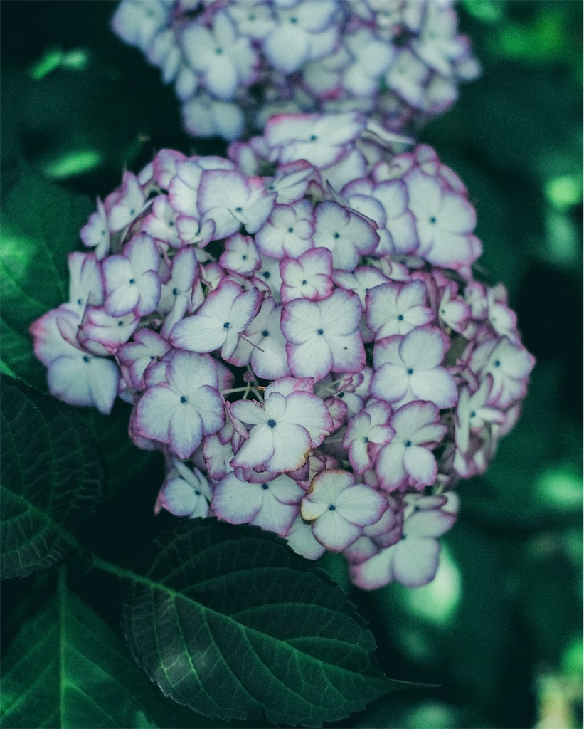 f:id:cobutan:20260630090918j:image
