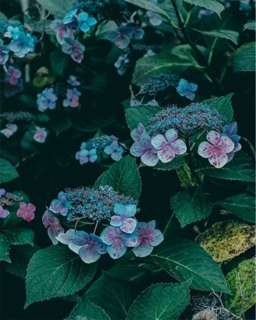 f:id:cobutan:20260701090801j:image