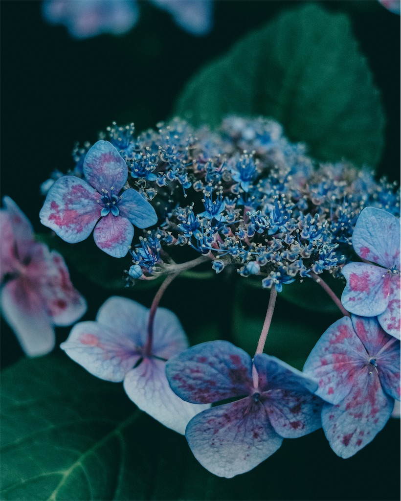 f:id:cobutan:20260701090806j:image